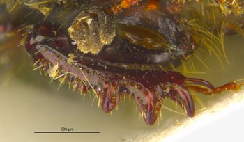 Media type: image;   Entomology 36155 Aspect: front tibia